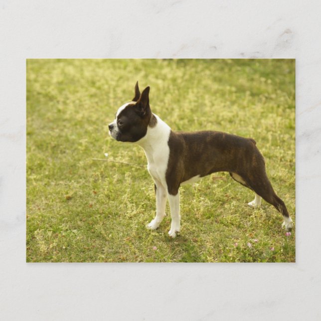 Hunde Postkarte (Vorderseite)