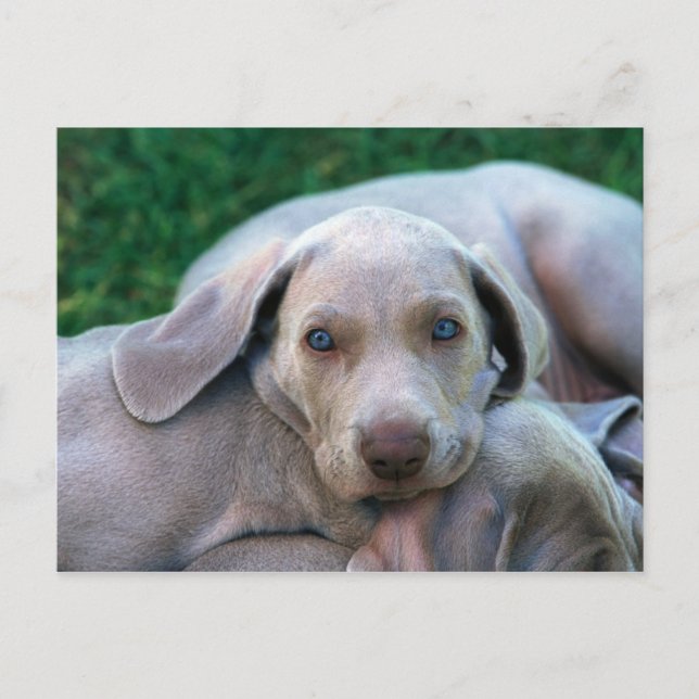 Hunde Postkarte (Vorderseite)