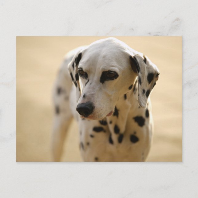 Hunde Postkarte (Vorderseite)