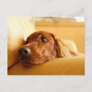 Hunde Postkarte