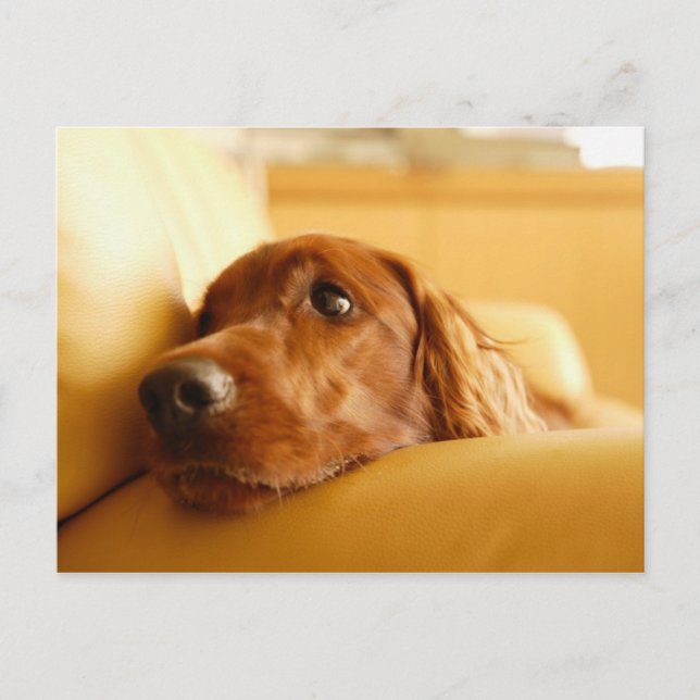 Hunde Postkarte (Vorderseite)