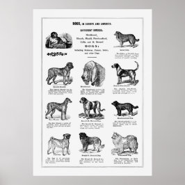 Hunde Rassen Poster