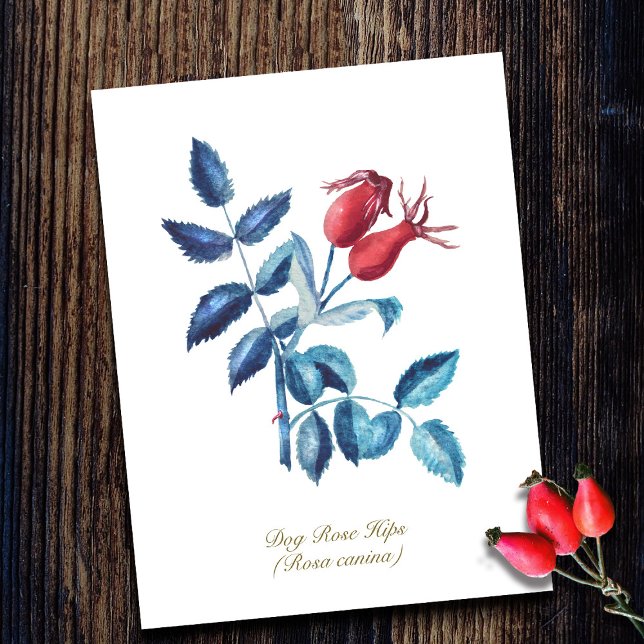Hunde Rose Hüft Handgezogene Wasserfarbenarmaturen Postkarte (Von Creator hochgeladen)