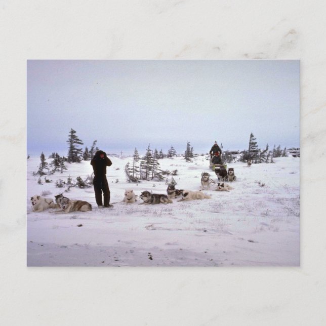 Hunde ruhen, Churchill, Manitoba Postkarte (Vorderseite)