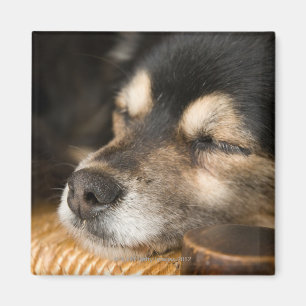 Hunde schlafen 2 magnet