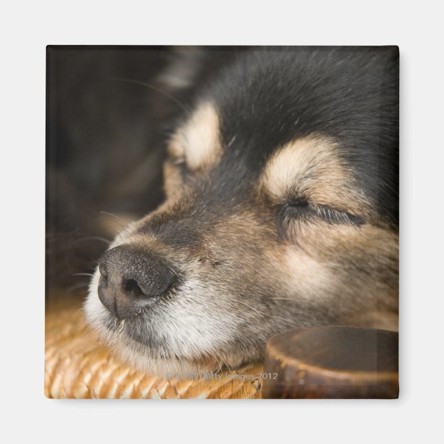 Hunde schlafen 2 magnet (Vorne)