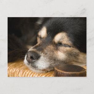 Hunde schlafen 2 postkarte