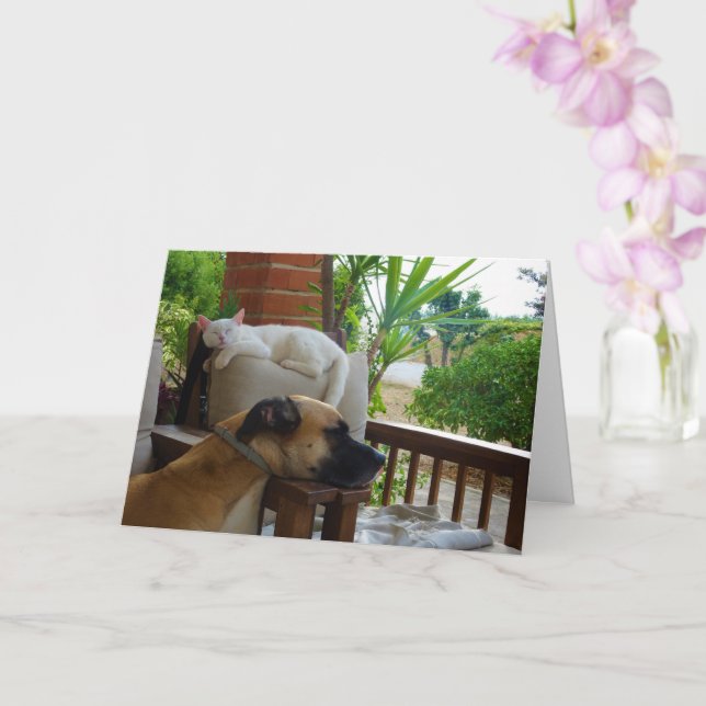Hunde schlafen im Stuhl mit White Kitten Karte (Orchidee)