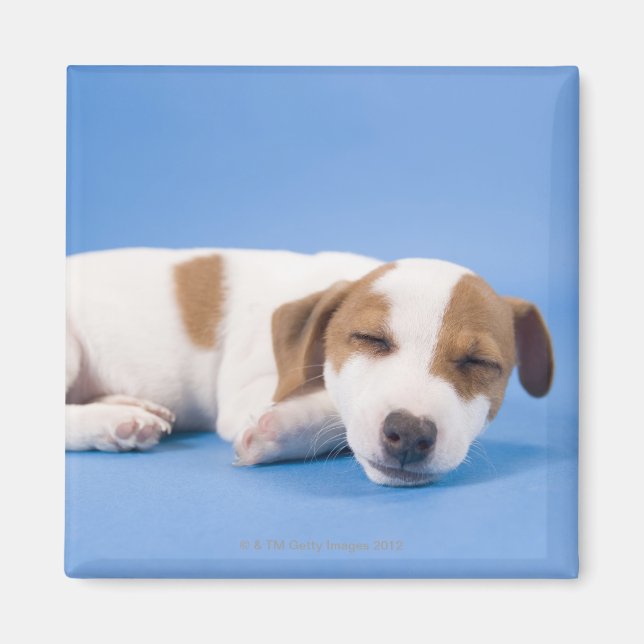 Hunde schlafen magnet (Vorne)