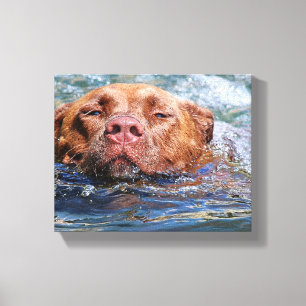 Hunde schwimmen leinwanddruck