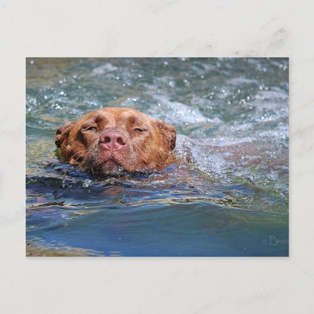 Hunde schwimmen postkarte (Vorderseite)
