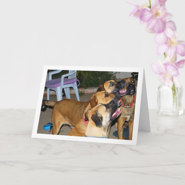 Hunde setzen Portrait Karte (Orchidee)