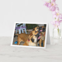 Hunde setzen Portrait