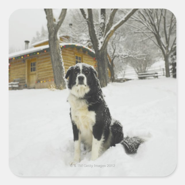 Hunde sitzen im Schnee mit Blockhütte dahinter Quadratischer Aufkleber (Vorderseite)