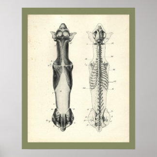Hunde Skelett Wirbelsäule Muskeln Anatomie Druck Poster