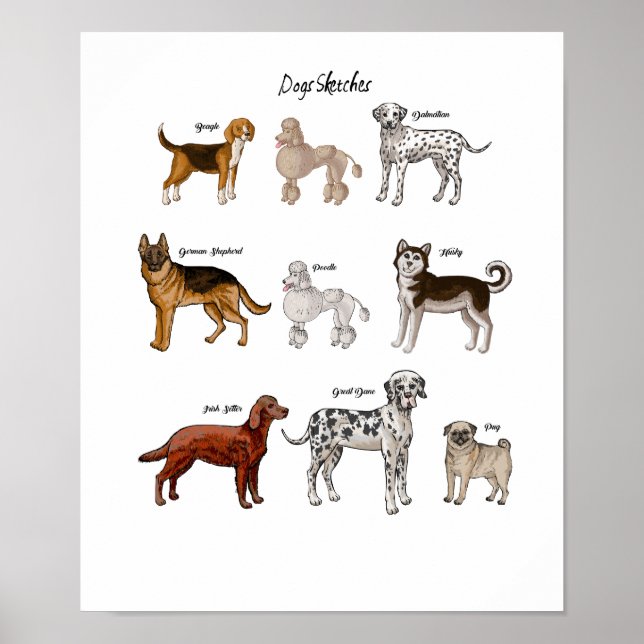 Hunde Sketches Poster (Vorne)