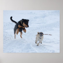 Hunde spielen im Schnee