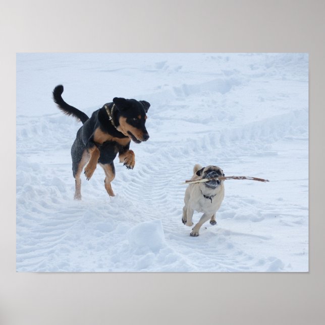 Hunde spielen im Schnee Poster (Vorne)