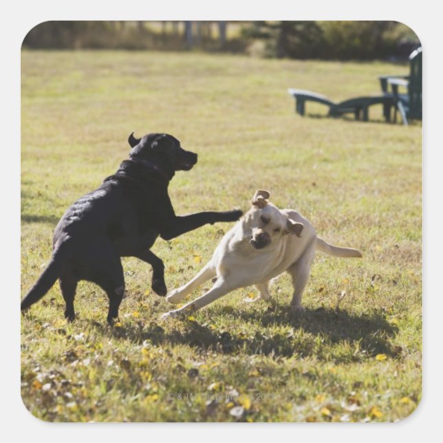Hunde spielen quadratischer aufkleber (Vorderseite)