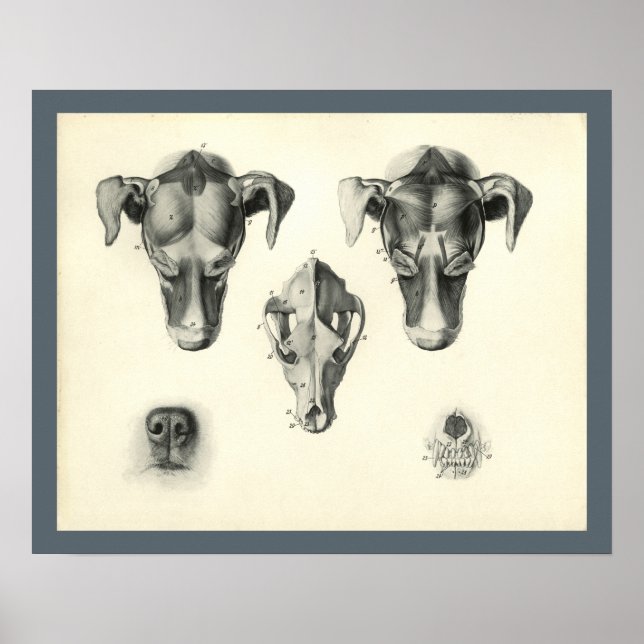 Hunde tierärztlicher Schädel Muskelanatomie Druck Poster (Vorne)