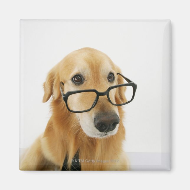 Hunde tragen Krawatte und Brille auf dem Stuhl sit Magnet (Vorne)
