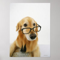 Hunde tragen Krawatte und Brille auf dem Stuhl sit