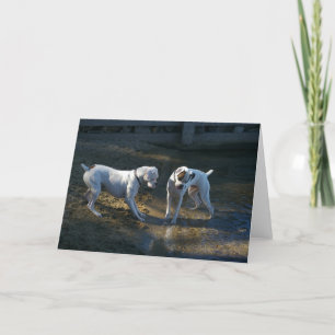 Hunde treffen ihre erste Welle Karte