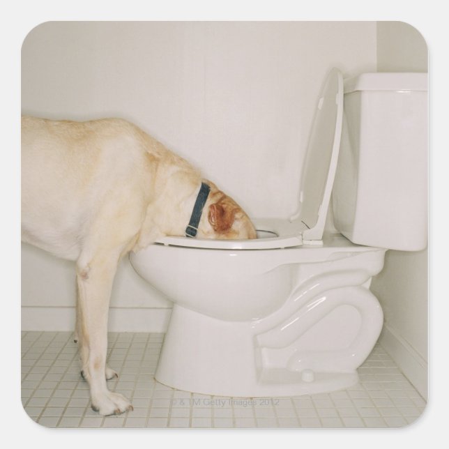 Hunde trinken aus der Toilette Quadratischer Aufkleber (Vorderseite)