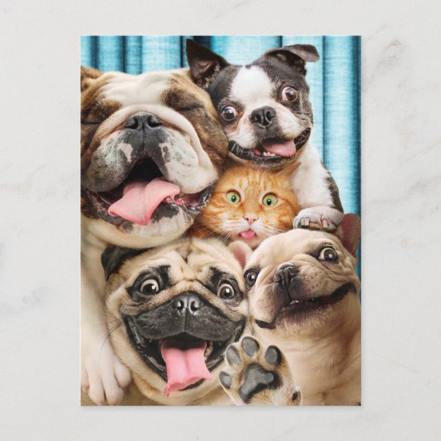 Hunde und ein Cat Group-Foto Einladungspostkarte (Vorderseite)