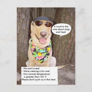 Hunde und Hitze Postkarte