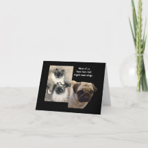 Hunde und Katzen Tierengel Faltkarte