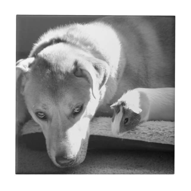 Hunde-und Meerschweinchen-Fliese Fliese (Vorderseite)