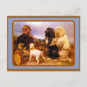 Hunde und Segelkarte Postkarte