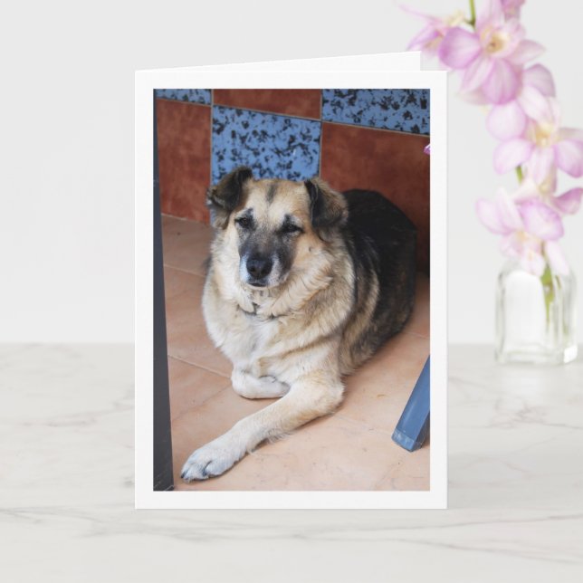 Hunde- und Tiles-Portrait Karte (Orchidee)