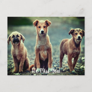 Hunde Vermisst Postkarte