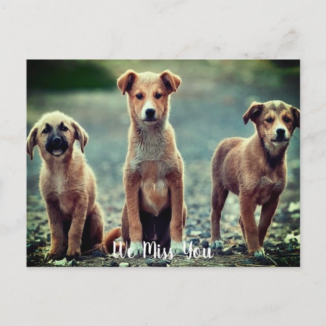 Hunde Vermisst Postkarte (Vorderseite)