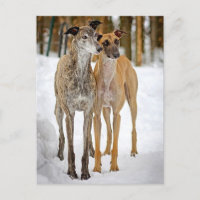 Hunde von Hunden, die Hunde von Hunden oder Hunden