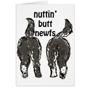 Hunde von Neufundland