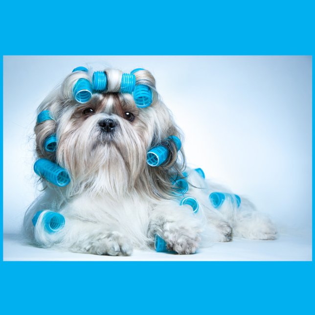 Hunde wachsen (A Shih Tzu dog lying down, adorned with numerous blue hair rollers.)