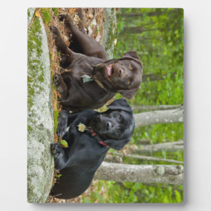 Hunde Welpen Schwarzes Labor Schokolade Labrador R Fotoplatte