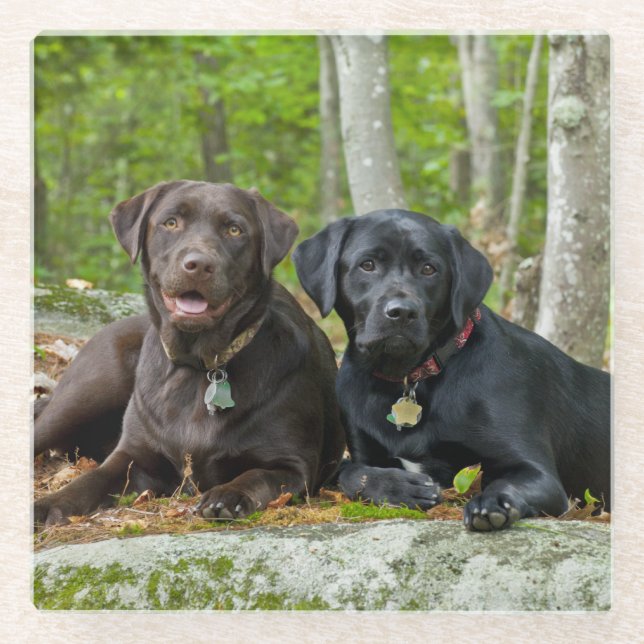 Hunde Welpen Schwarzes Labor Schokolade Labrador R Glasuntersetzer (Vorderseite)