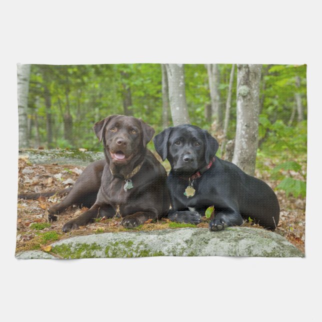 Hunde Welpen Schwarzes Labor Schokolade Labrador R Handtuch (Horizontal)