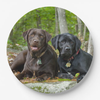 Hunde Welpen Schwarzes Labor Schokolade Labrador R Pappteller