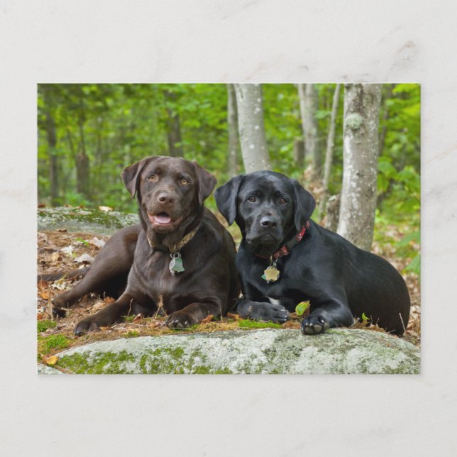 Hunde Welpen Schwarzes Labor Schokolade Labrador R Postkarte (Vorderseite)