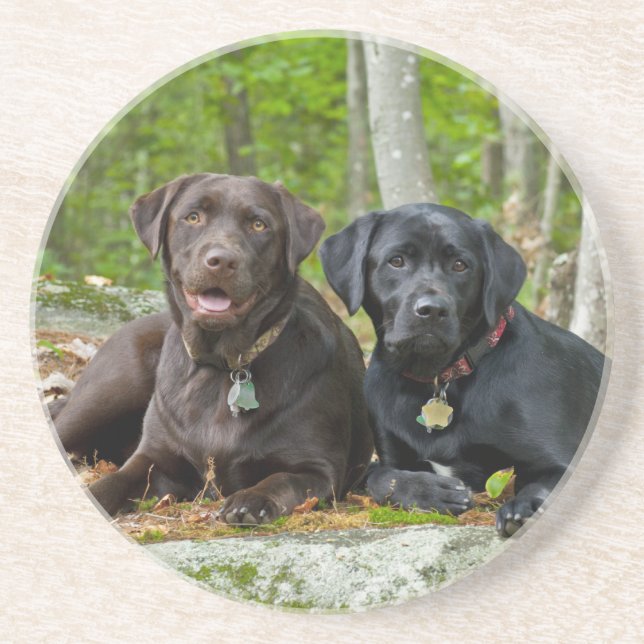 Hunde Welpen Schwarzes Labor Schokolade Labrador R Sandstein Untersetzer (Vorne)