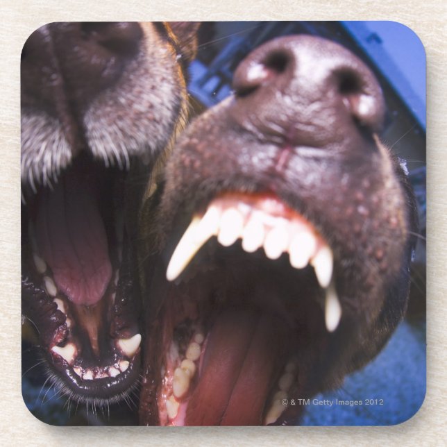 Hundeabstreifen Untersetzer (Vorderseite)