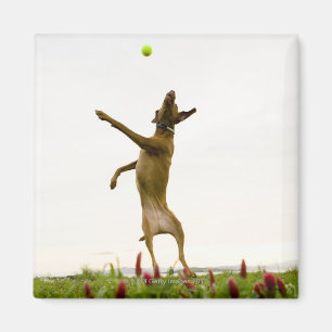 Hundeanziehender Tennisball im mitten in der Luft Magnet