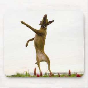 Hundeanziehender Tennisball im mitten in der Luft Mousepad