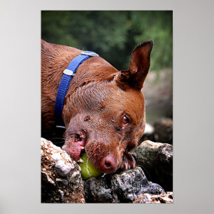 Hundebahn / Nase Nah hoch / Makro 2 Poster