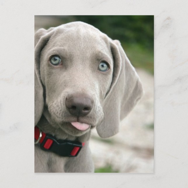 Hundebandzunge raus postkarte (Vorderseite)